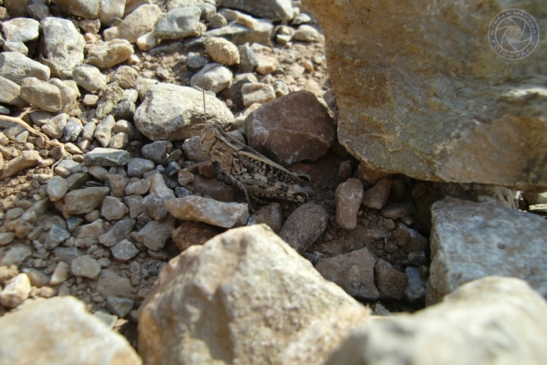 urlaub-in-griechenland-auf-kreta-vom-05-08-2012-bis-19-08-2012-0889C9384F7B-1ECC-EC6D-D2DD-004C152F3EF1.jpg