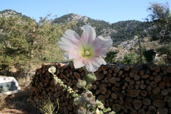urlaub-in-griechenland-auf-kreta-vom-05-08-2012-bis-19-08-2012-09883FE33EB5-6980-73D0-C6A4-D371D96B544B.jpg