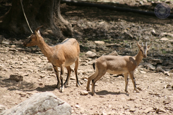urlaub-in-griechenland-auf-kreta-vom-05-08-2012-bis-19-08-2012-1147C3B04163-2070-292A-D344-AB3100F9DCDF.jpg
