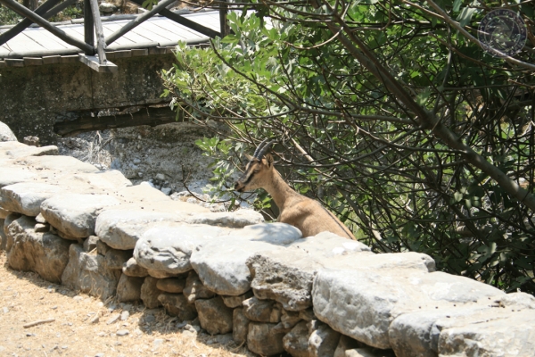 urlaub-in-griechenland-auf-kreta-vom-05-08-2012-bis-19-08-2012-1229E950107F-CC91-0F42-A913-5918B9C8C409.jpg