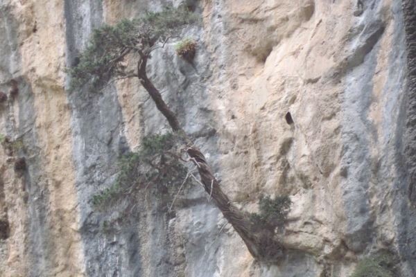 urlaub-in-griechenland-auf-kreta-vom-05-08-2012-bis-19-08-2012-133163E5043C-AA15-D5B1-67A4-4E61EE87D023.jpg