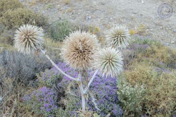 urlaub-in-griechenland-auf-kreta-vom-05-08-2012-bis-19-08-2012-1702247C2E13-4F8E-3619-B06F-58464703A41C.jpg