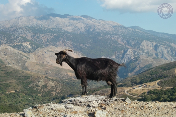 urlaub-in-griechenland-auf-kreta-vom-05-08-2012-bis-19-08-2012-17636675E075-B885-EF68-7B90-AEA78F1C0F05.jpg