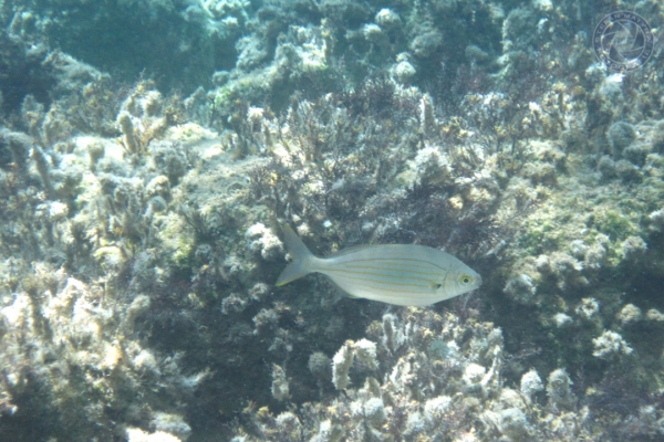 urlaub-in-griechenland-auf-kreta-vom-05-08-2012-bis-19-08-2012-1793A1C7E375-7532-7B02-7B3B-613C7AF302A4.jpg