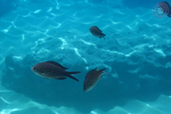 urlaub-in-griechenland-auf-kreta-vom-05-08-2012-bis-19-08-2012-1803C055348B-0984-DD0F-1A5E-7615FECE0A5B.jpg