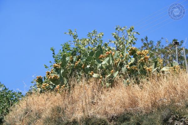 urlaub-in-griechenland-auf-kreta-vom-05-08-2012-bis-19-08-2012-18746462EF1E-9725-ADBE-BFB5-7B3849EE4F4A.jpg