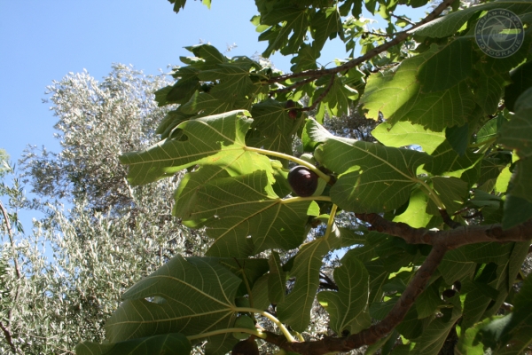 urlaub-in-griechenland-auf-kreta-vom-05-08-2012-bis-19-08-2012-1924F2313DF5-CF73-EC15-5F2C-106E94A9C2E7.jpg