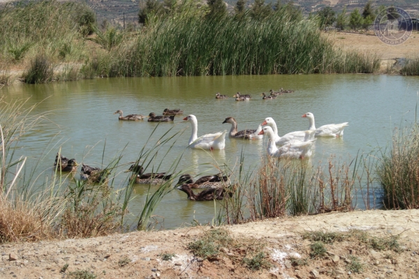 urlaub-in-griechenland-auf-kreta-vom-05-08-2012-bis-19-08-2012-19794F60F4C5-9DCD-5E41-B144-A89F3FE38846.jpg