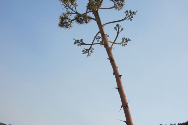 urlaub-in-griechenland-auf-kreta-vom-05-08-2012-bis-19-08-2012-2158882C4D40-866C-09BD-A655-8D955E3CB0C9.jpg