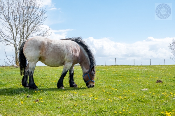 ruegen-hiddensee-2019-23378E344B80-B04E-A41A-69AE-B470923B0826.jpg