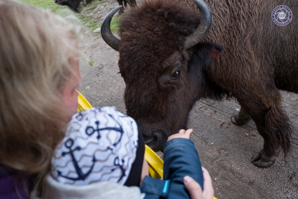 schweden-2019-03600B6598FCD-E0AA-B98B-8990-C50CE15A66BA.jpg