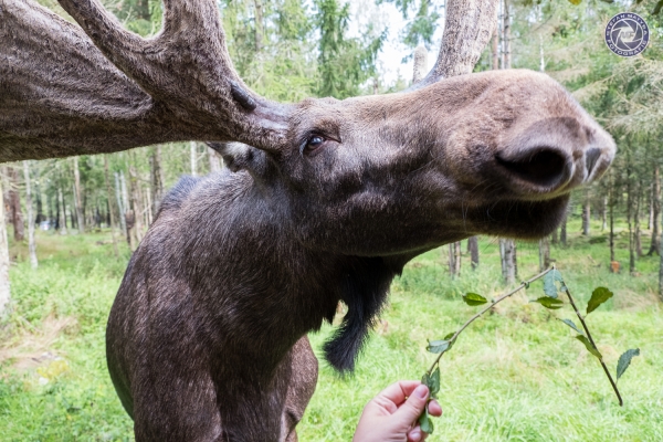 schweden-2019-03634CAABD00D-01EC-810D-DF50-737CCC55EAF0.jpg