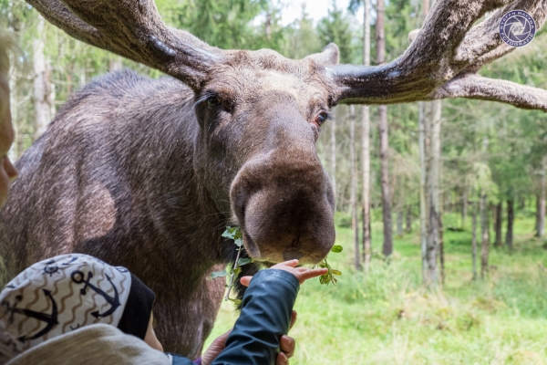 schweden-2019-03642D256AE15-9876-98E5-7A20-F1E514B52F8E.jpg