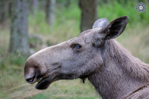schweden-2019-29F71E086-A218-BD8D-FEF3-C09D984AD7A1.jpg