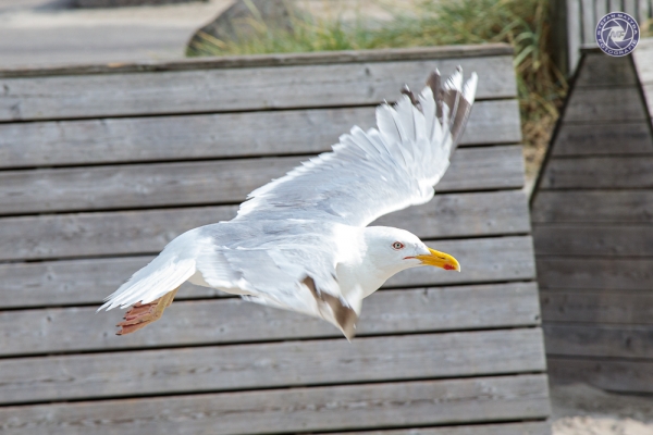schweden-2019-5076002CCA40-5C4E-91C7-A702-1FE734141DD8.jpg