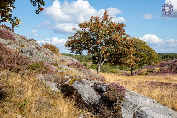 schweden-2019-517663500E38-03B4-B451-A0A0-8786FE9B60D2.jpg