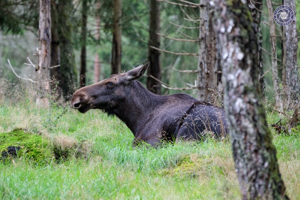 schweden-2019-58376D72D9D9-D457-69A3-6FFE-91B471D2949F.jpg