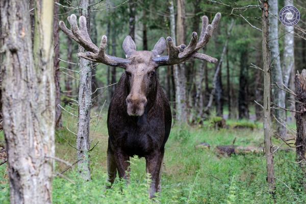 schweden-2019-59016316F37E-A066-AE0F-8913-18ACACEFC4ED.jpg
