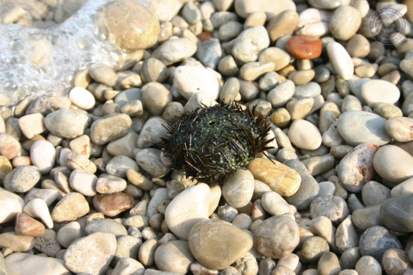 urlaub-in-kroatien-vom-26-05-06-bis-10-06-06-0027F23C23A6-5F47-F5A1-C18C-14A306F615FD.jpg