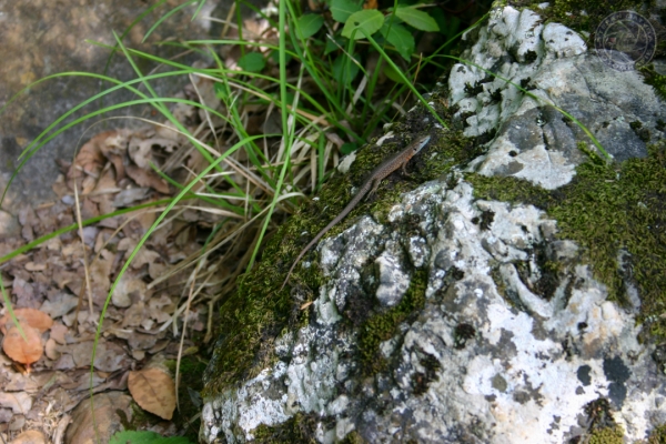 urlaub-in-kroatien-vom-26-05-06-bis-10-06-06-10570CEC9F18-55E0-5992-C893-A556C8F3ABEE.jpg
