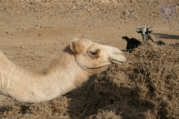 aegypten-2010-07F62859F6-7181-1538-883C-2CDFE1586704.jpg